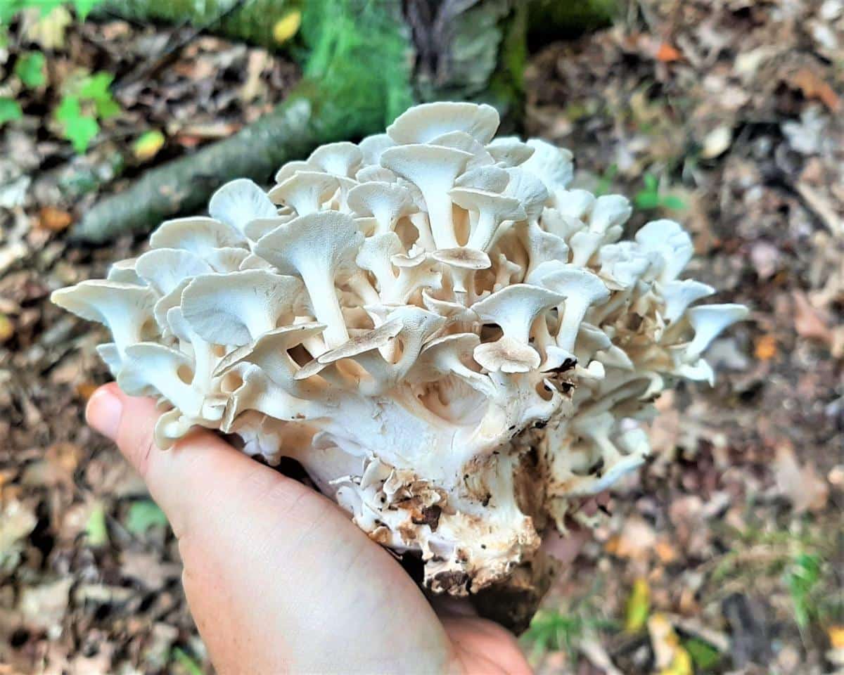 Polypore umbellatus