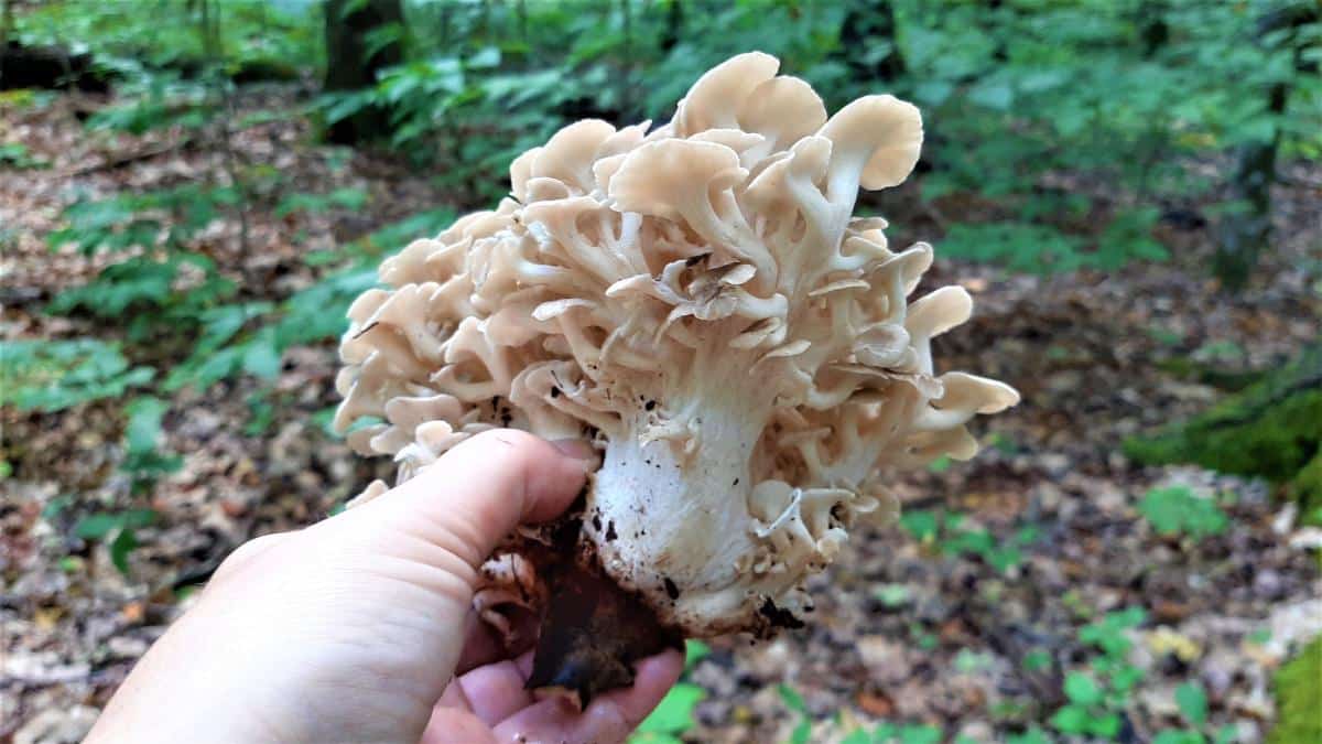 Polypore umbellatus