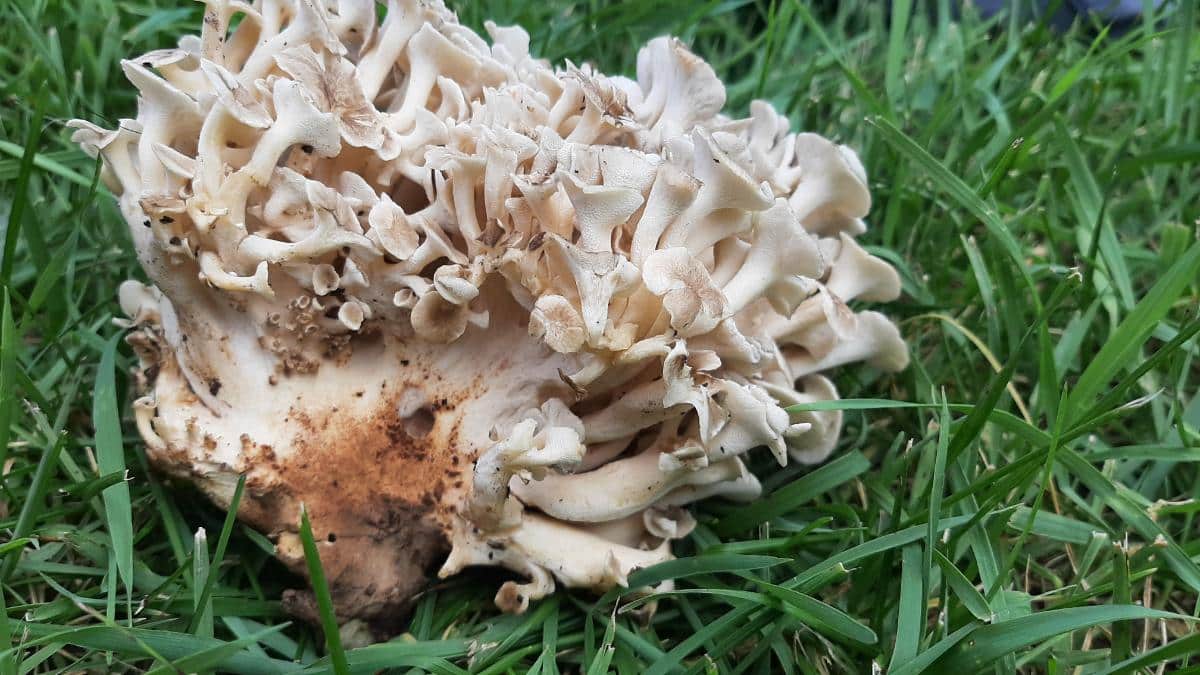 umbrella polypore mushroom