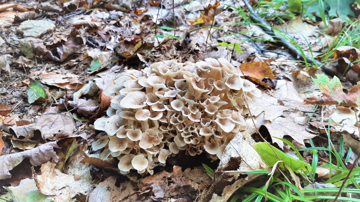 Polypore umbellatus