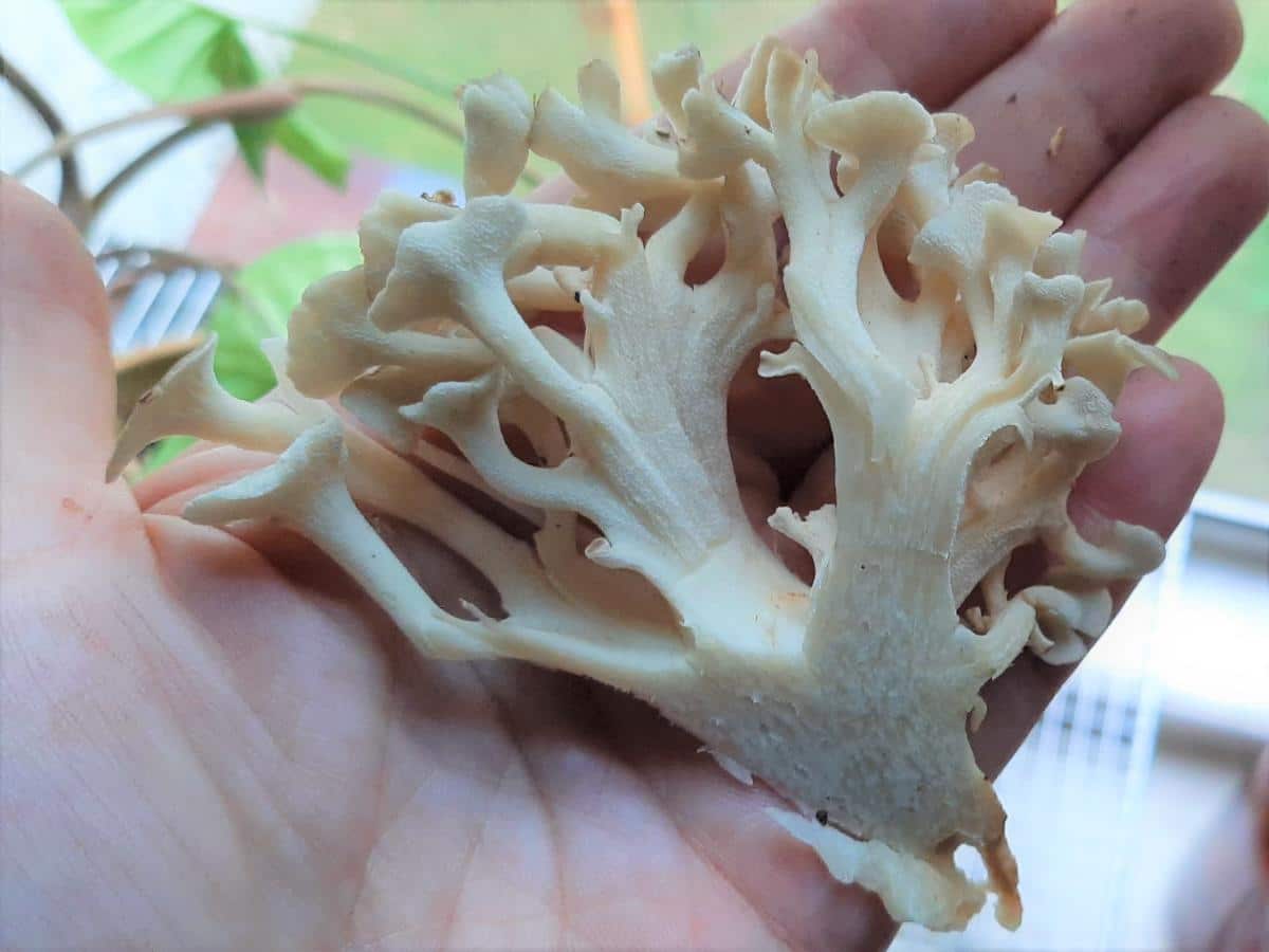 umbrella polypore mushrooms