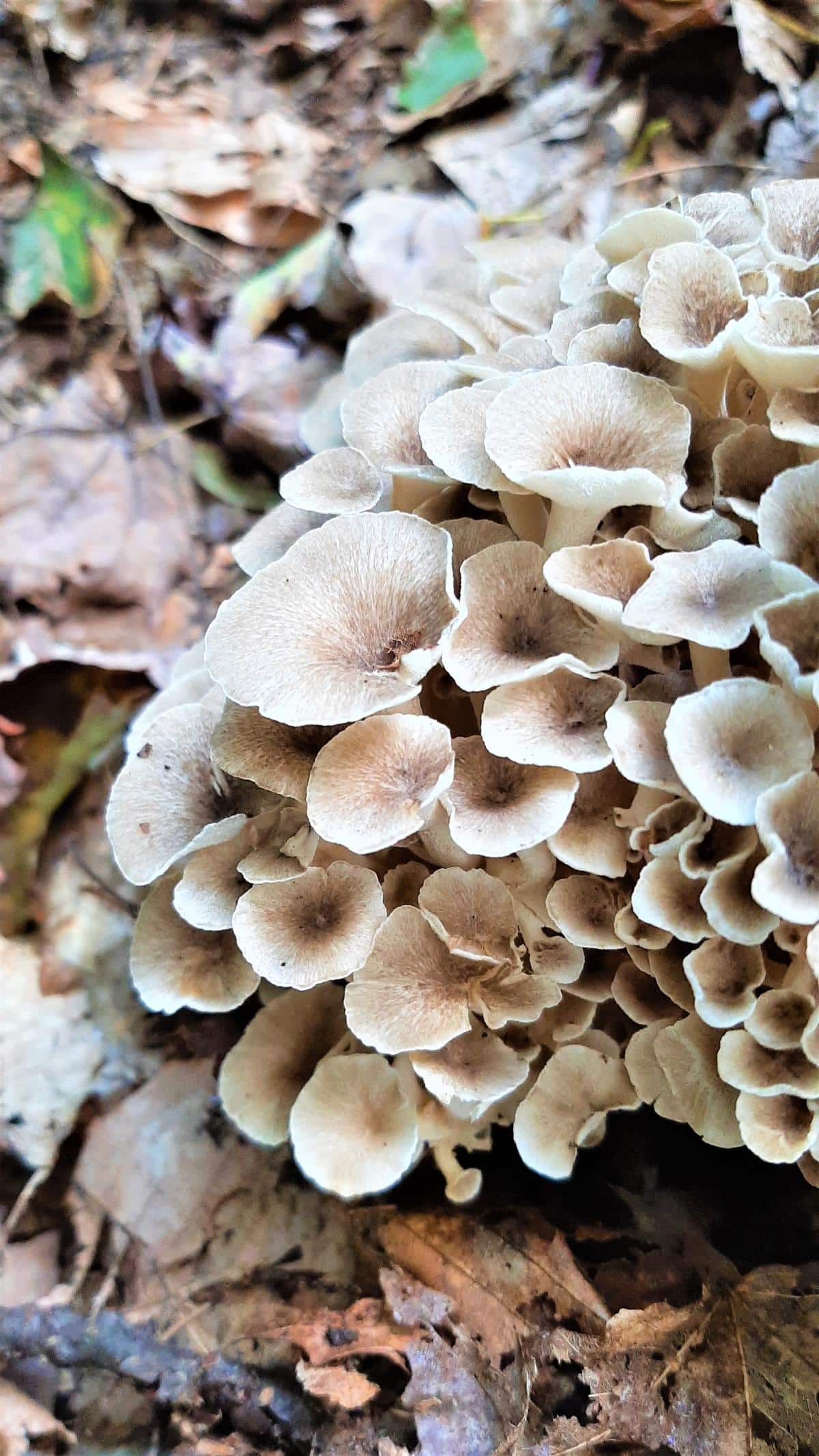 Polypore umbellatus