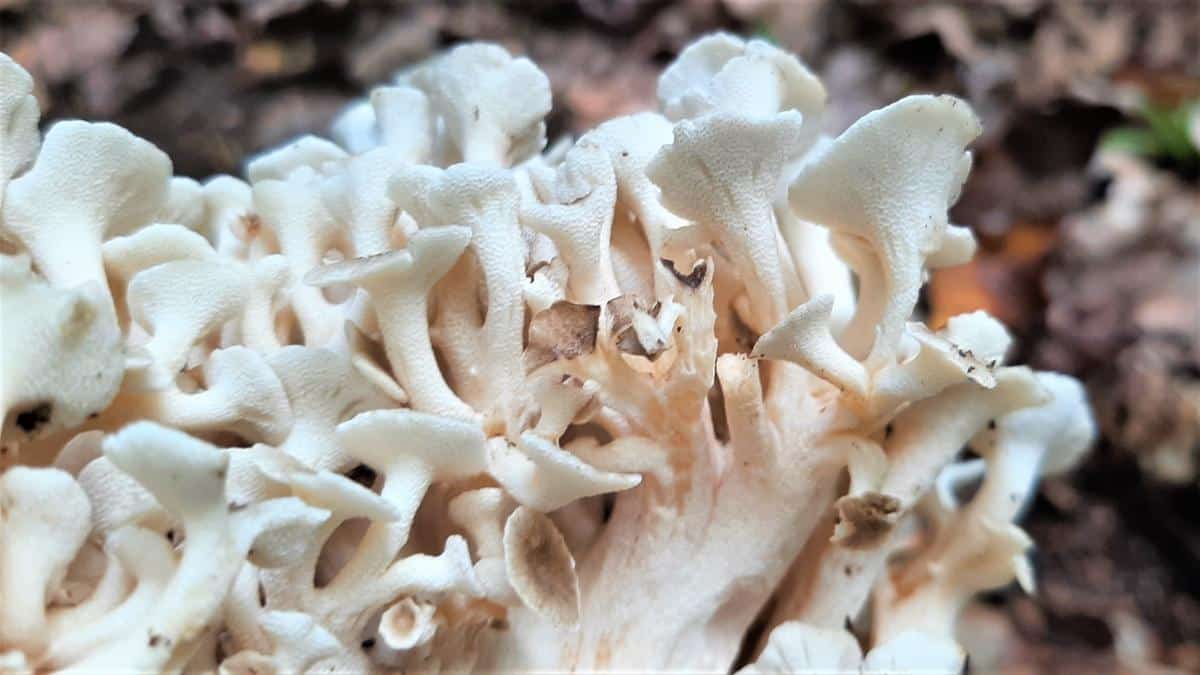 Polypore umbellatus