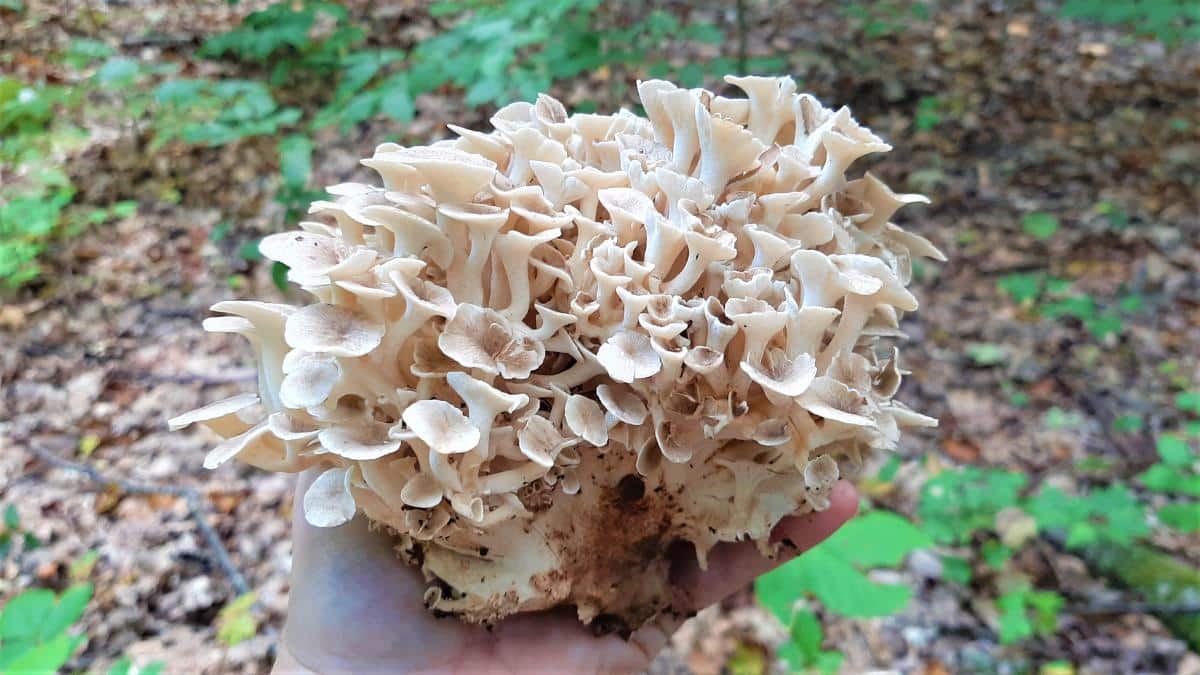 umbrella polypore