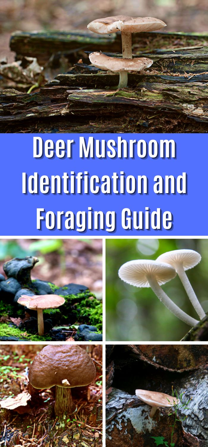 Deer Mushroom Identification and Foraging Guide Mushroom Appreciation