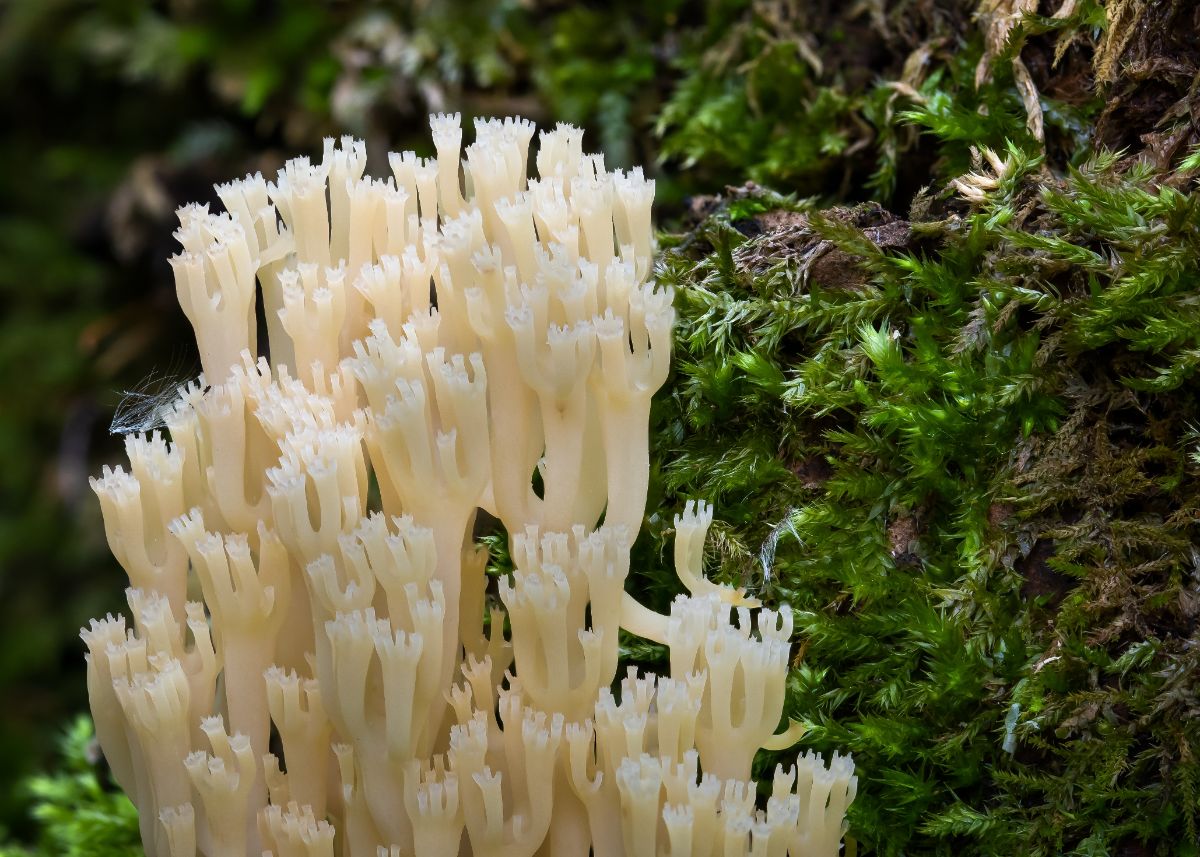 Crown-tipped coral mushroom