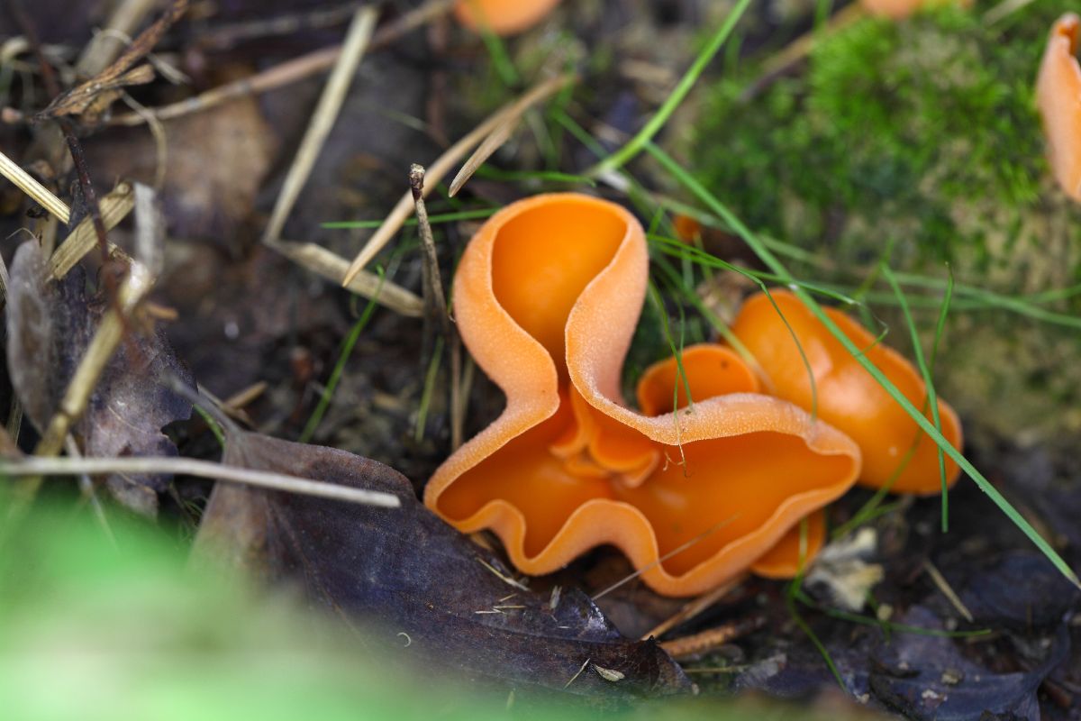 Aleuria aurantia on the ground