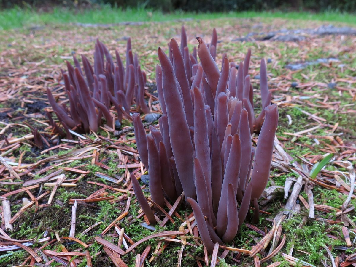 purple coral club mushroom