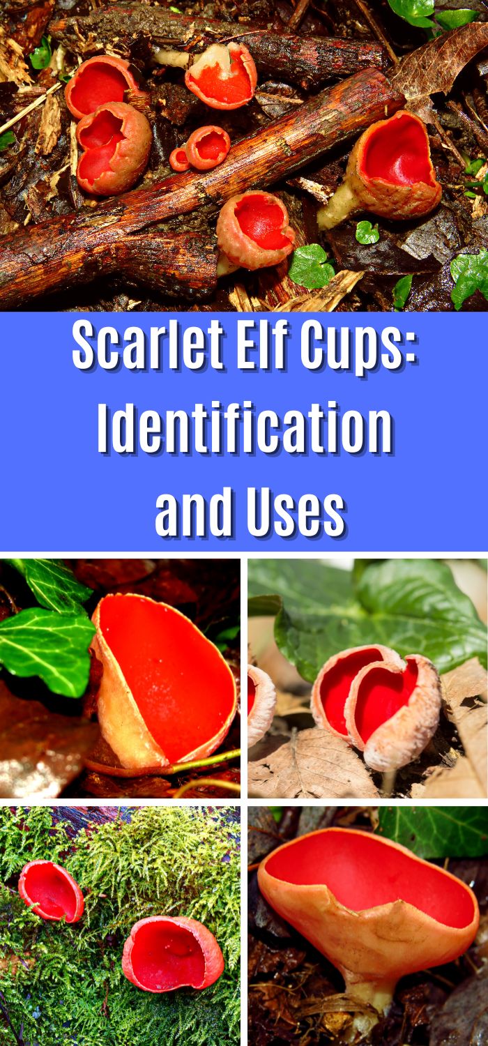 Scarlet Elf Cups Identification and Uses Mushroom Appreciation