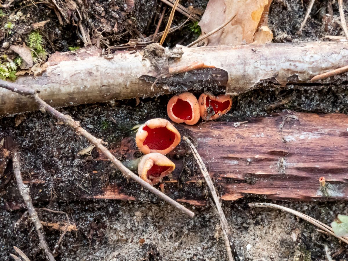 scarlet cup fungi