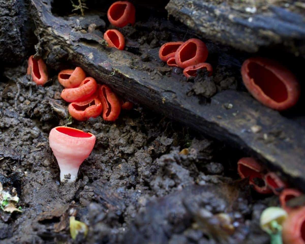 Sarcoscypha coccinea