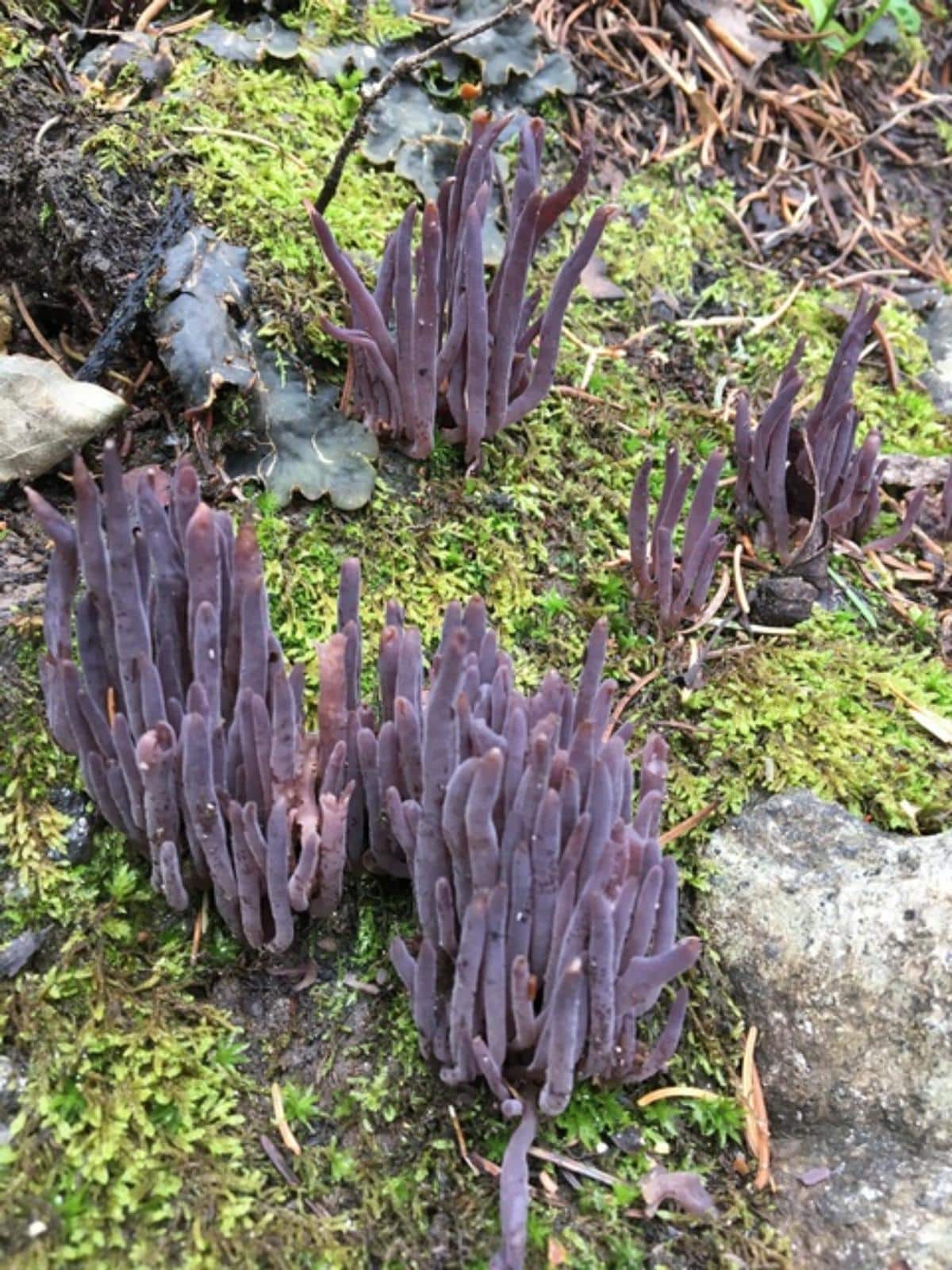 Alloclavaria purpurea