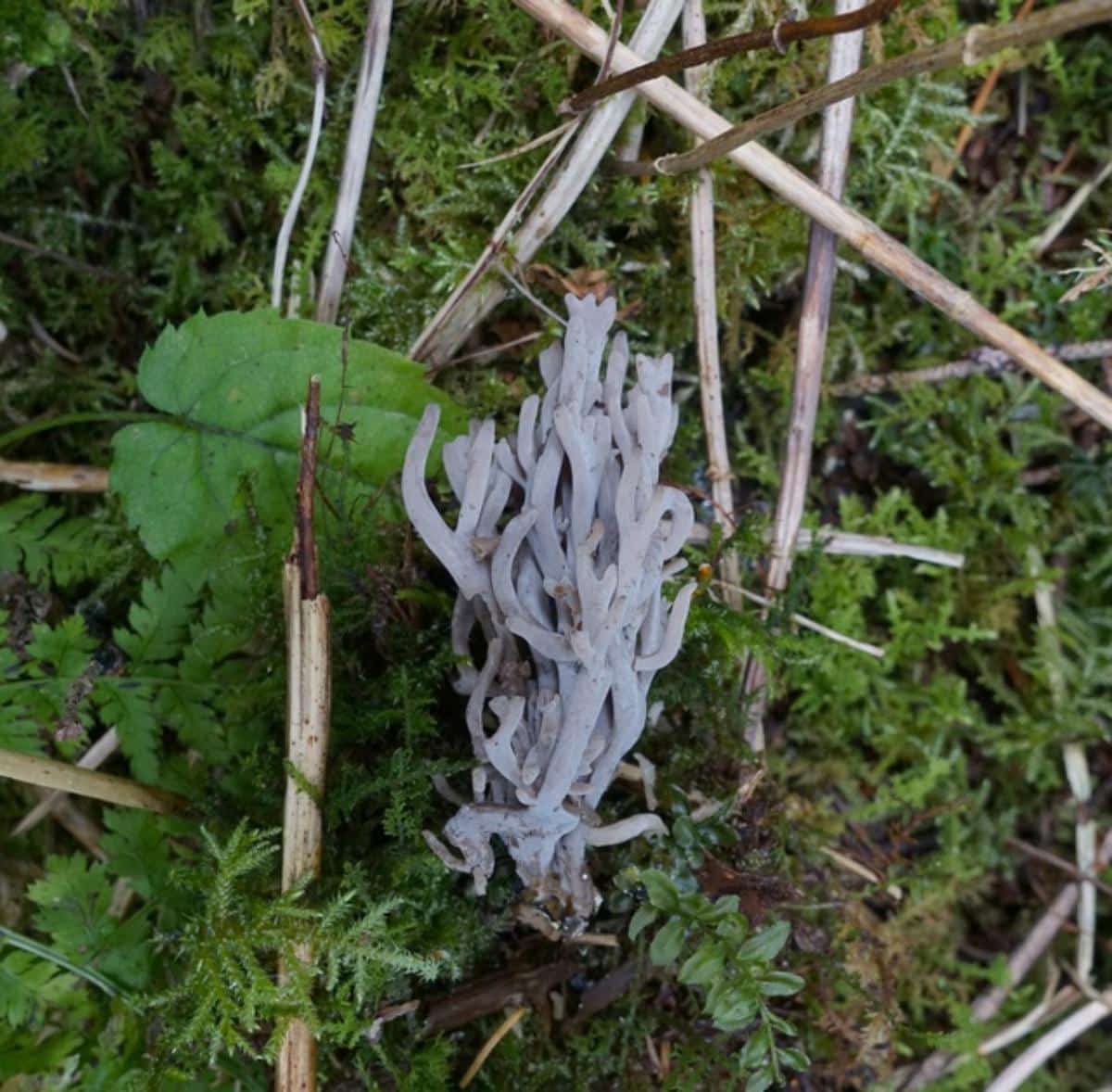 Clavulina amethystinoides