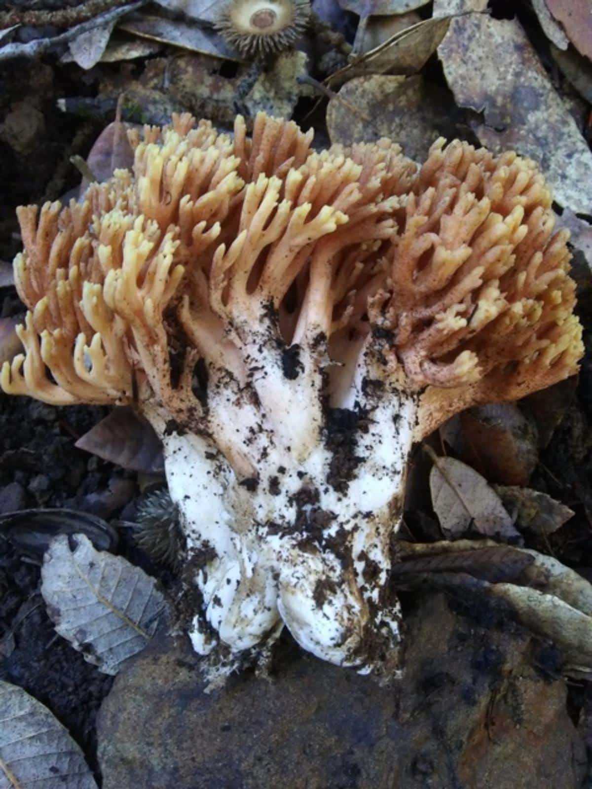 Ramaria formosa
