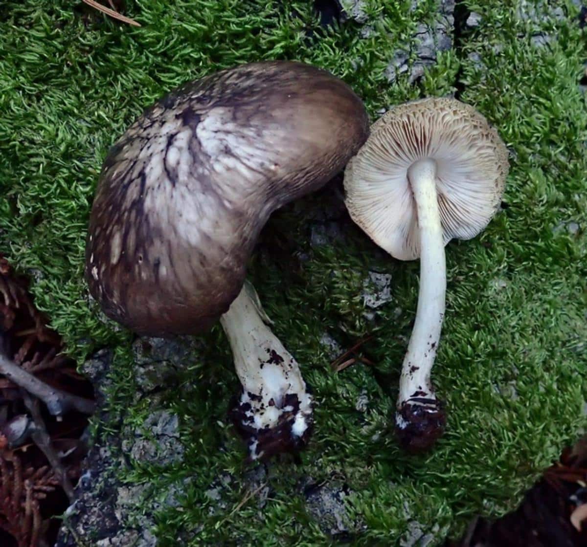 Pluteus exilis