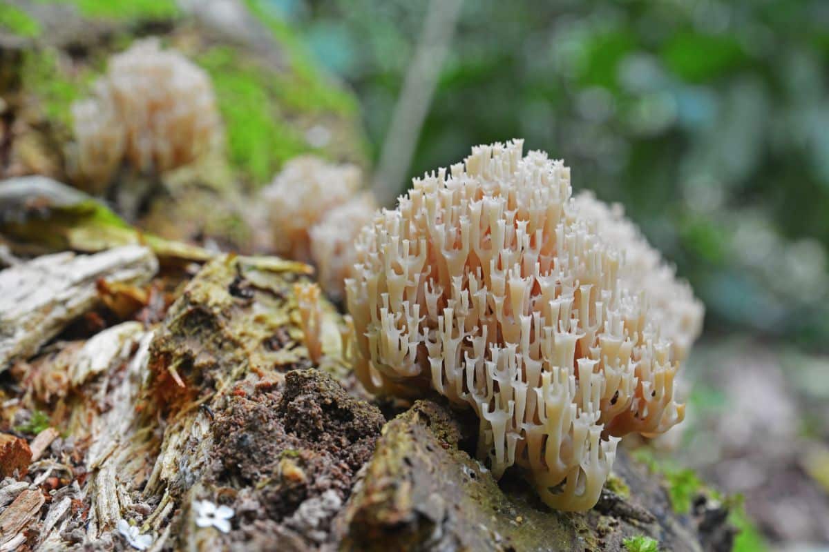 Artomyces pyxidatus