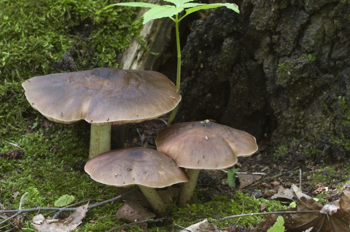 deer mushrooms