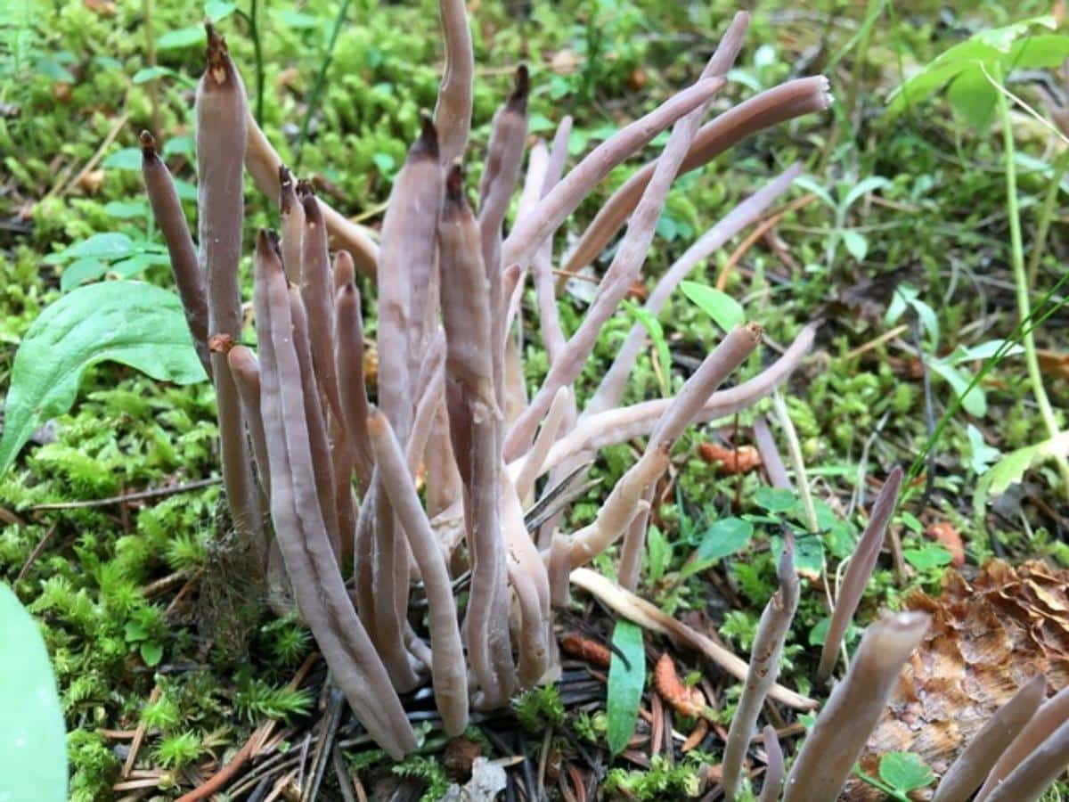 Alloclavaria purpurea