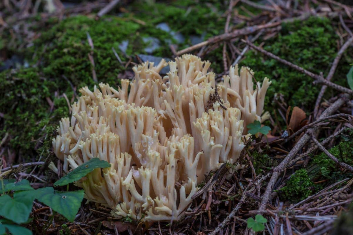 Ramaria formosa