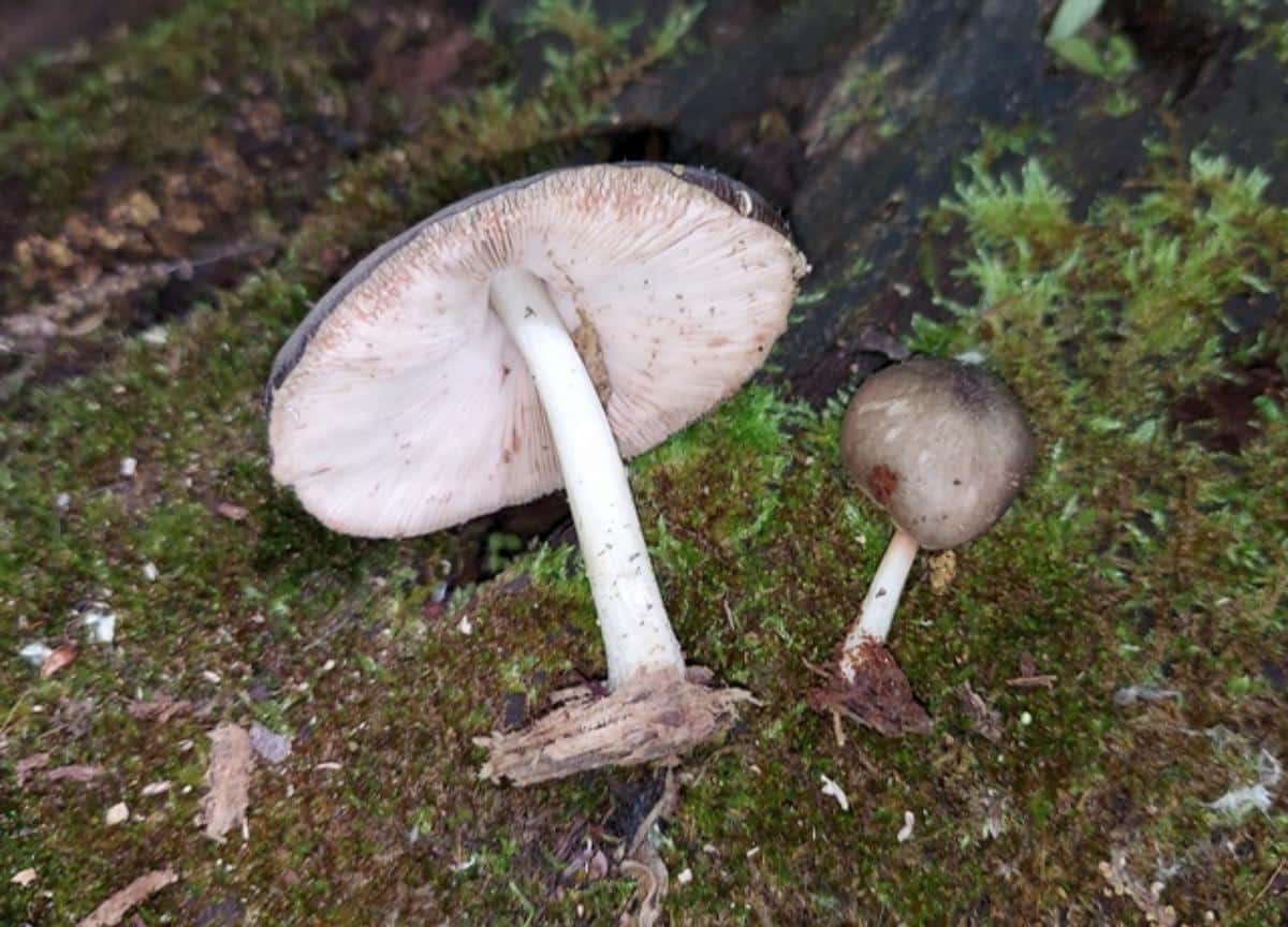 Pluteus americanus