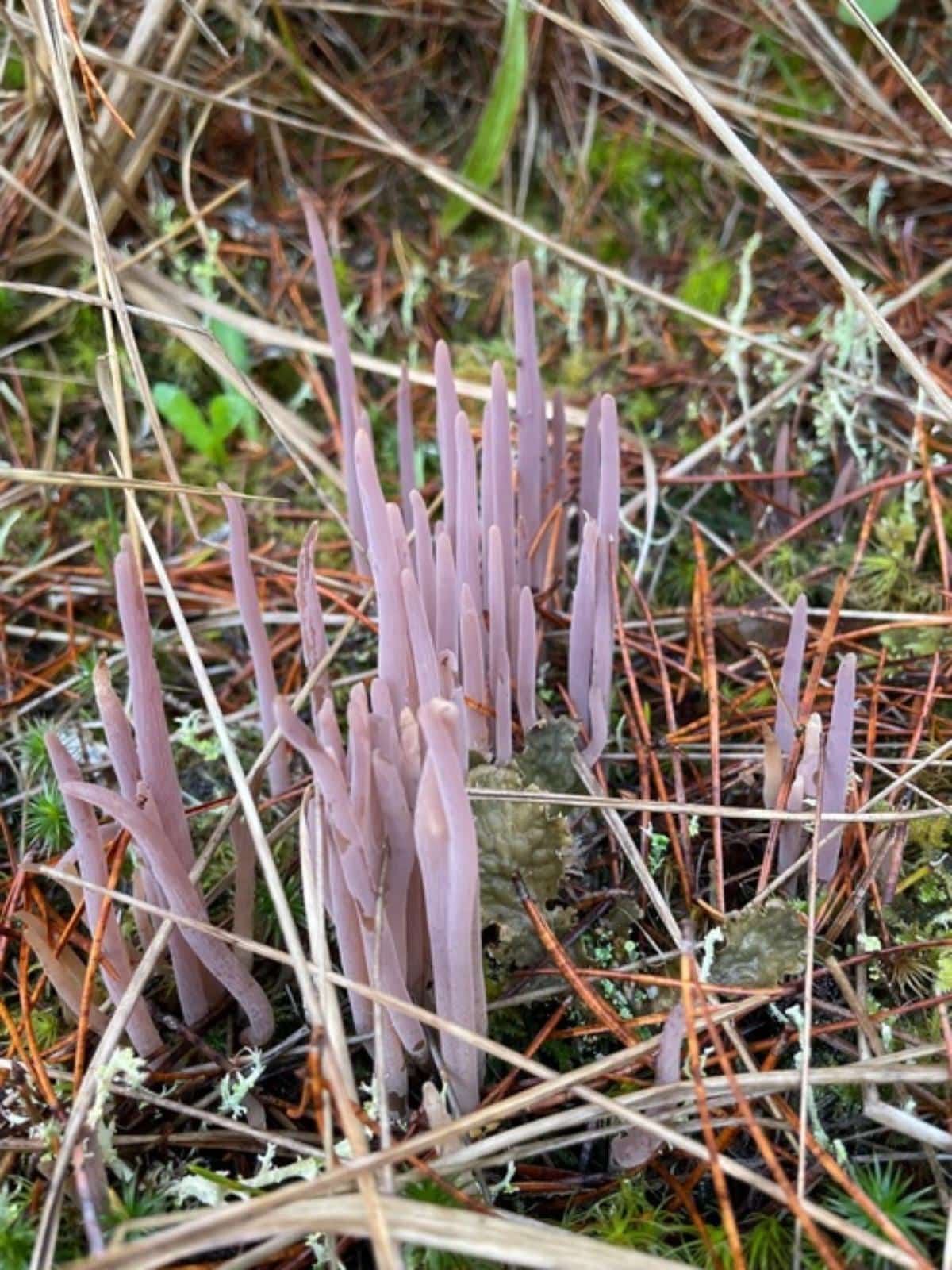 Alloclavaria purpurea