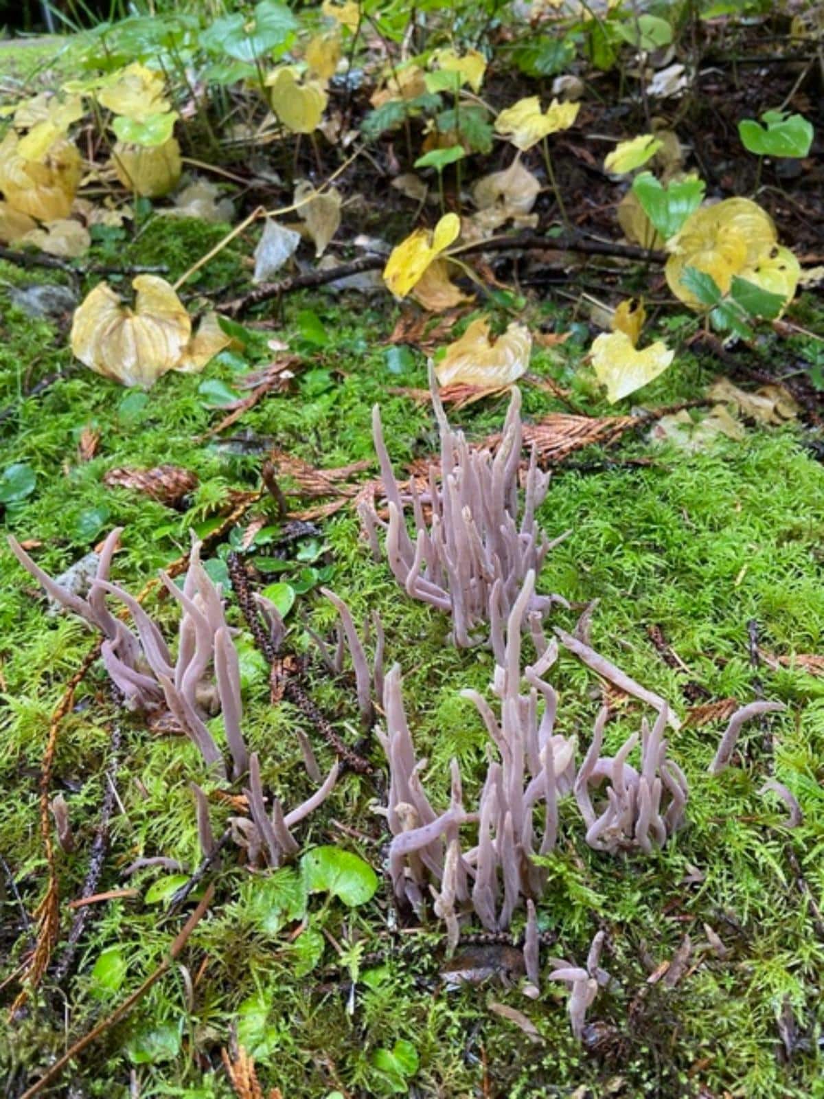 Alloclavaria purpurea