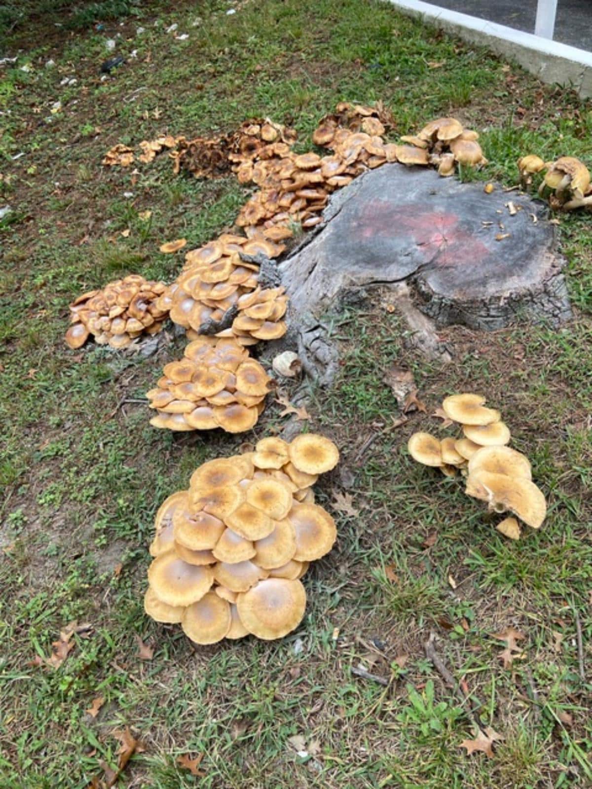 Armillaria mellea
