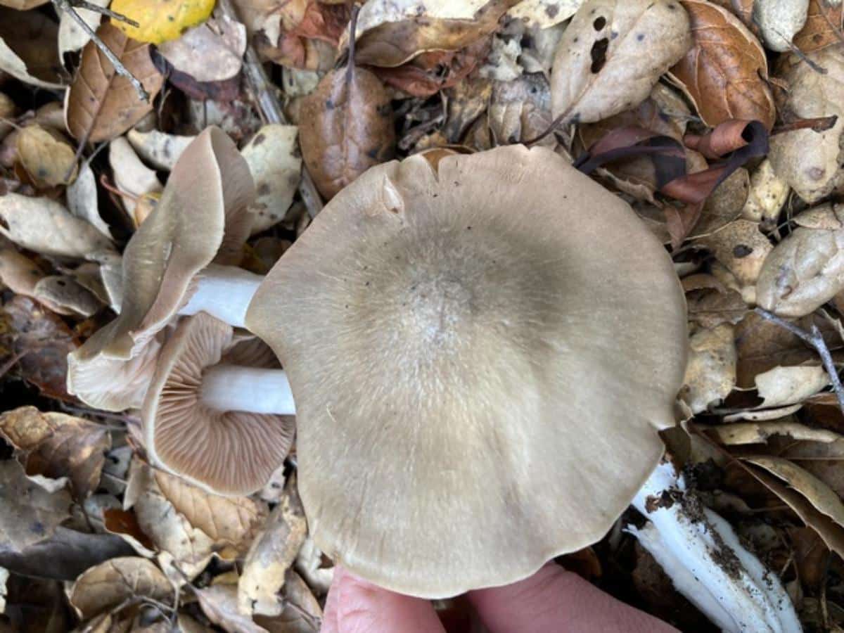 entoloma ferruginans