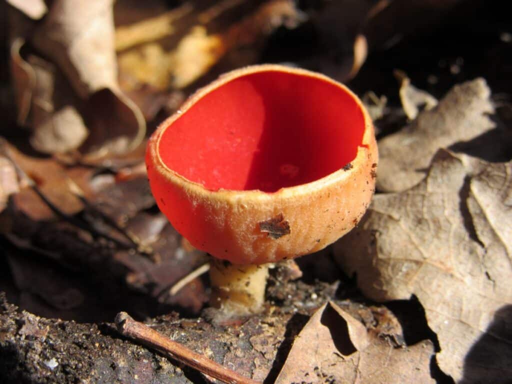 Scarlet Elf Cups Identification and Uses Mushroom Appreciation