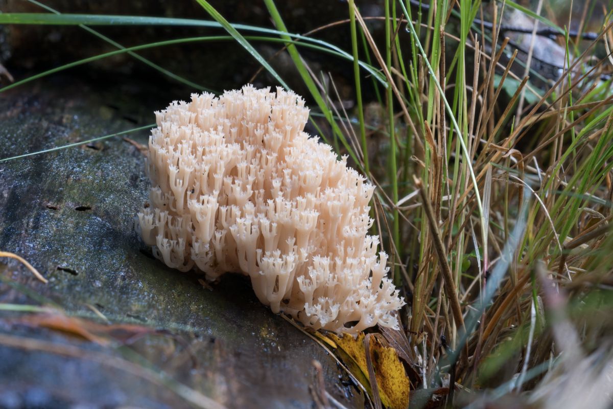 Artomyces pyxidatus