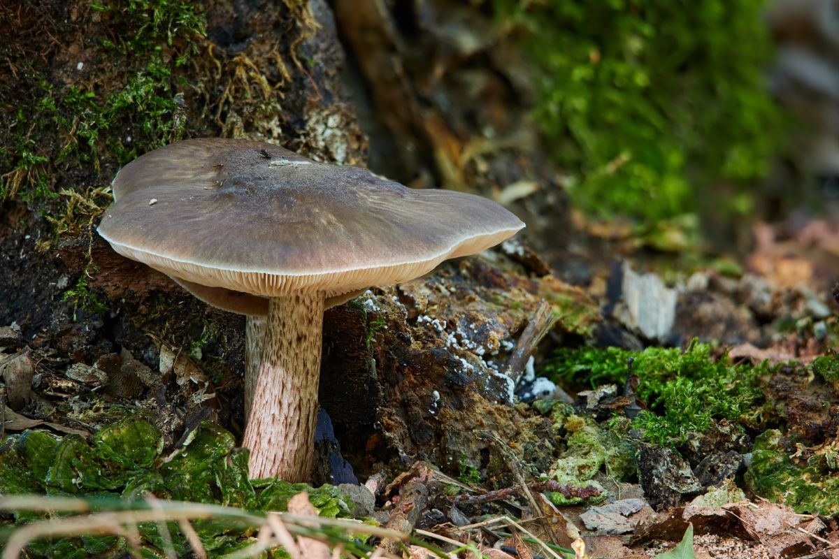 Pluteus cervinsus