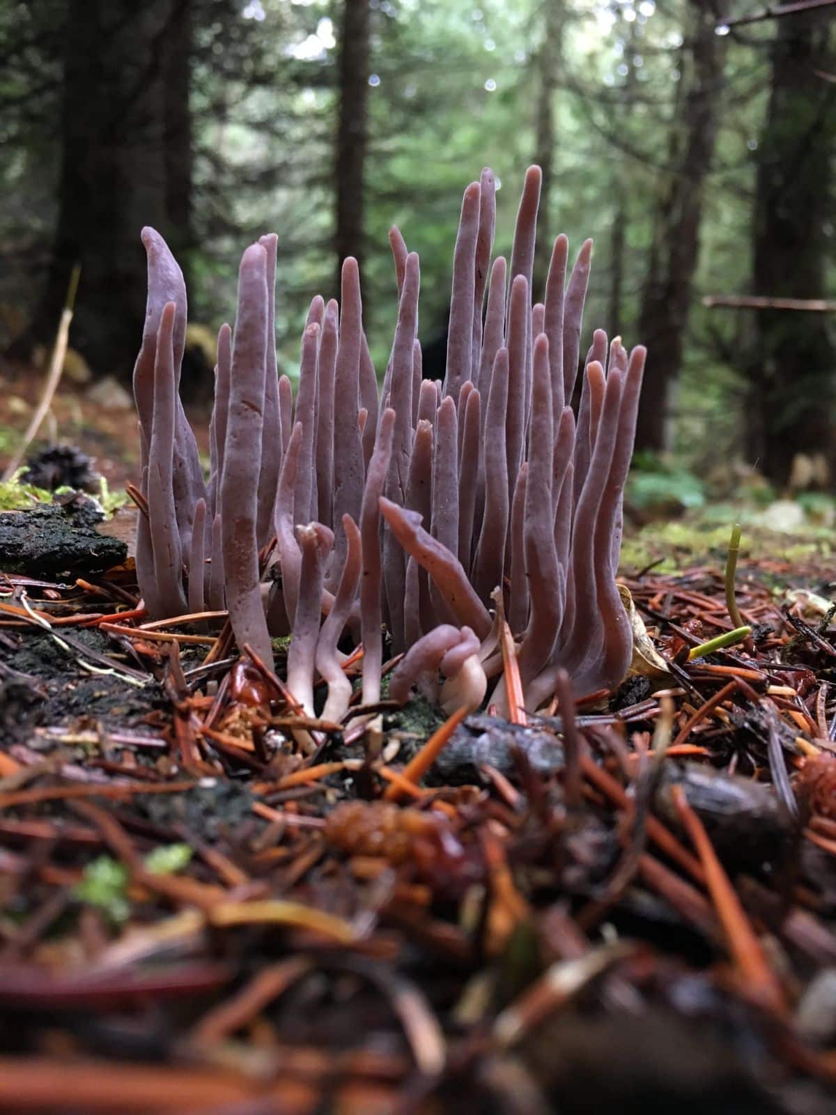 purple coral club fungus

