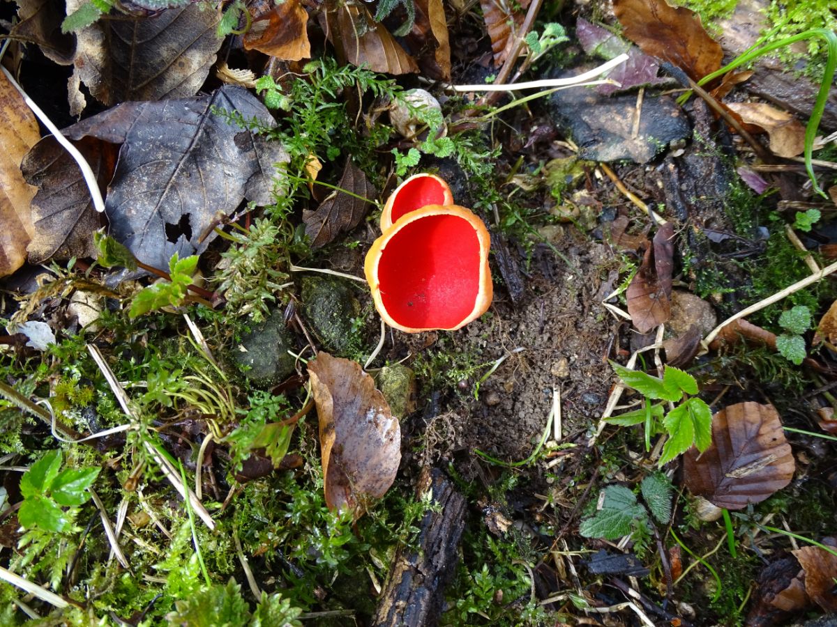 Sarcoscypha coccinea