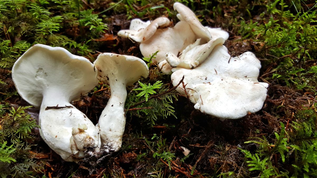 sheep polypore