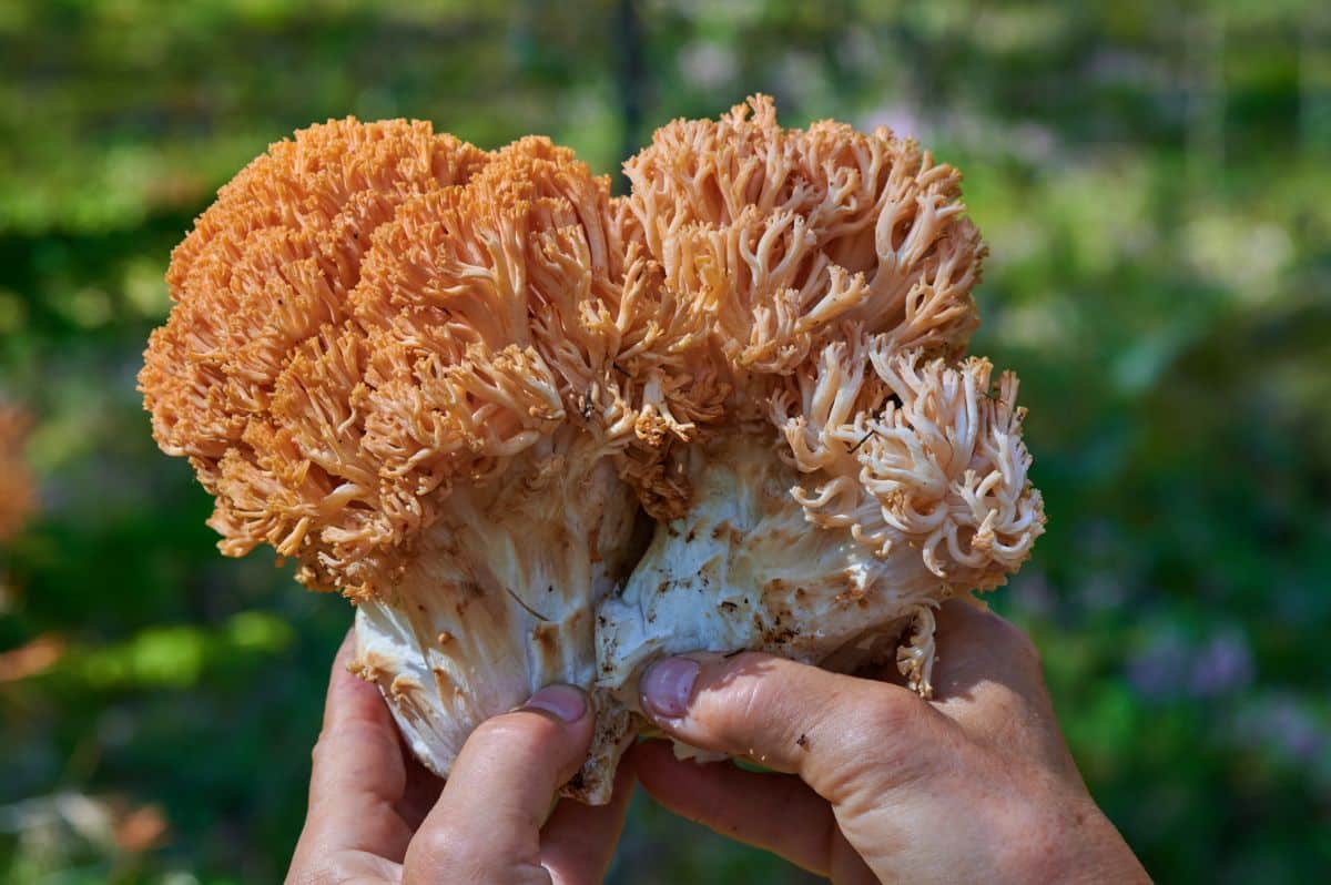 cauliflower coral fungus