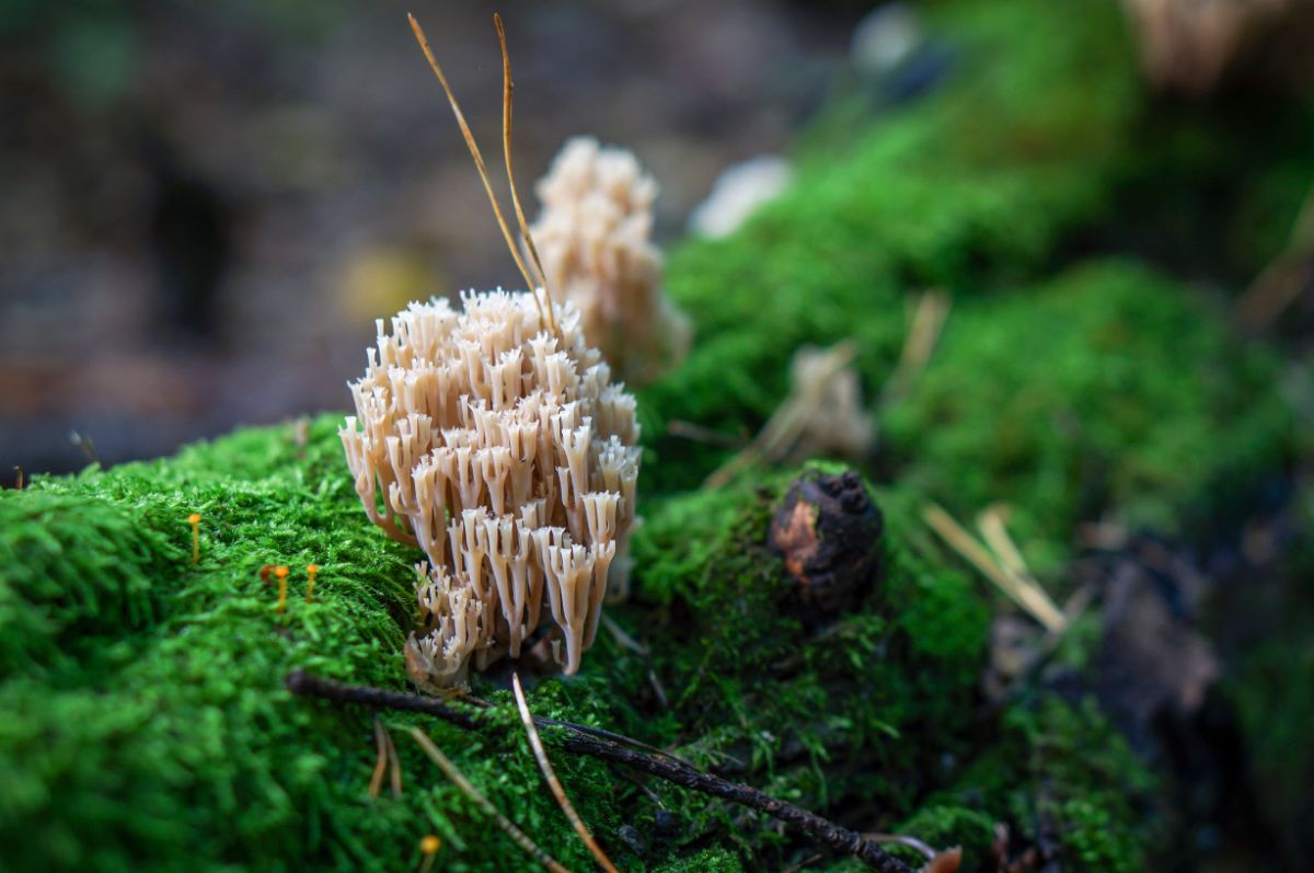 Artomyces pyxidatus