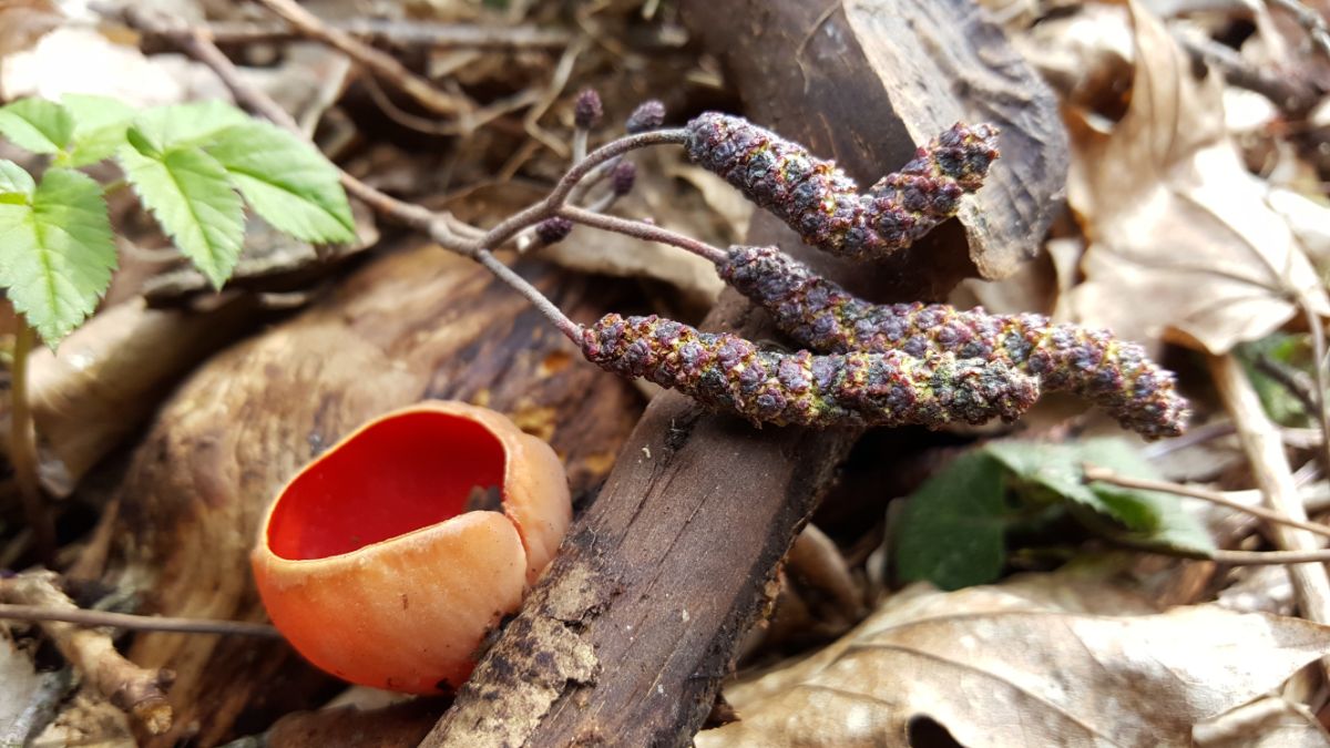 scarlet elf cap