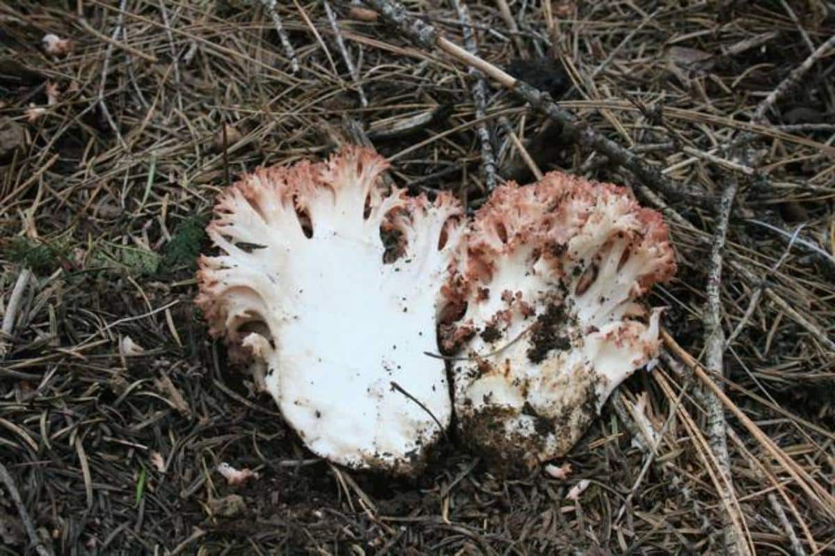 ramaria botrytis