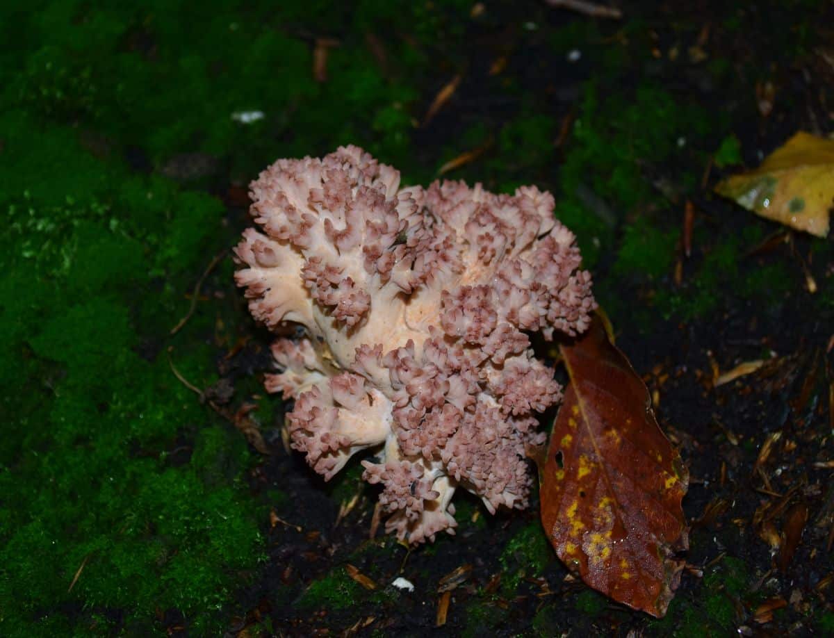 cauliflower coral mushroom in the woods