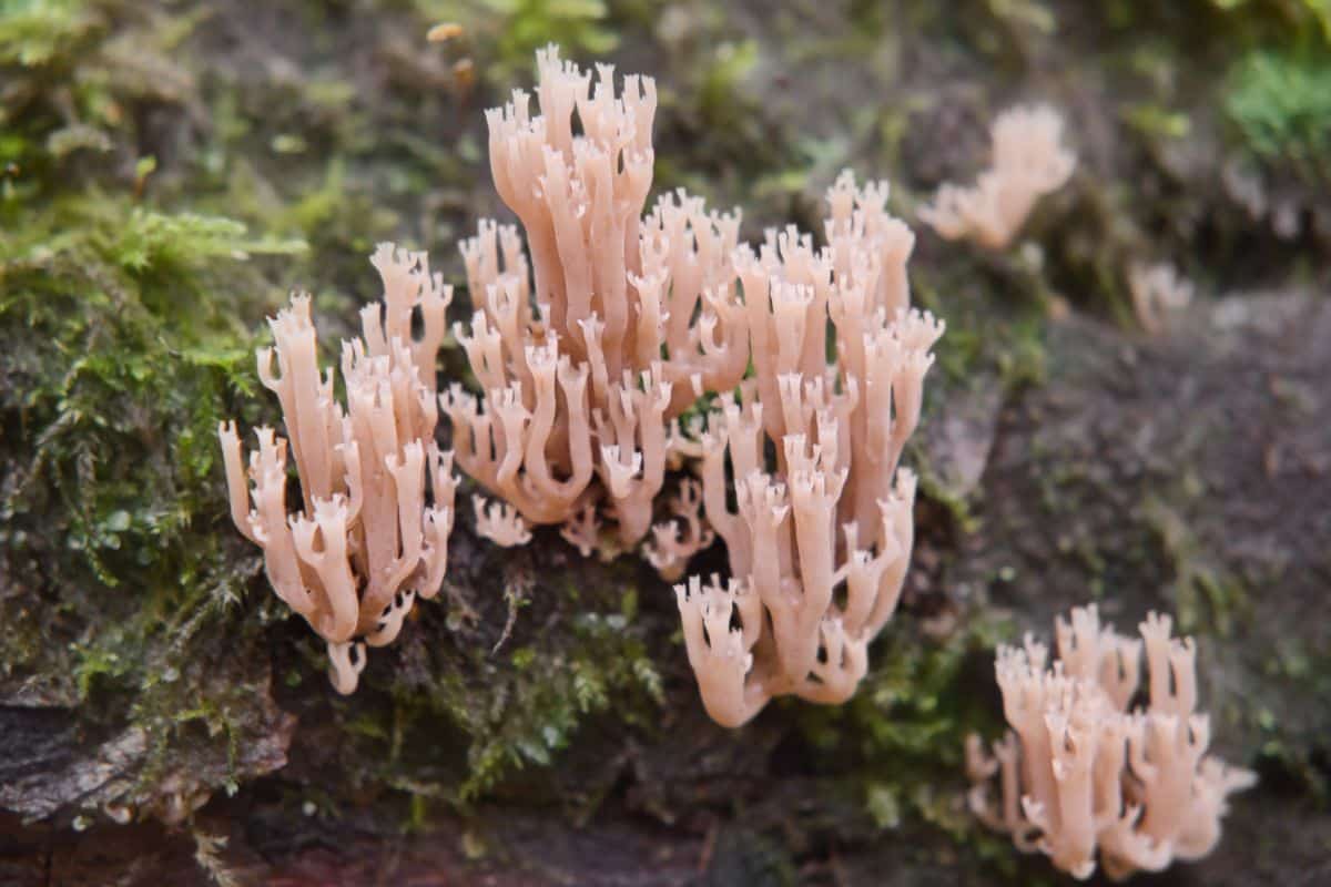 Crown tipped coral mushroom on wood