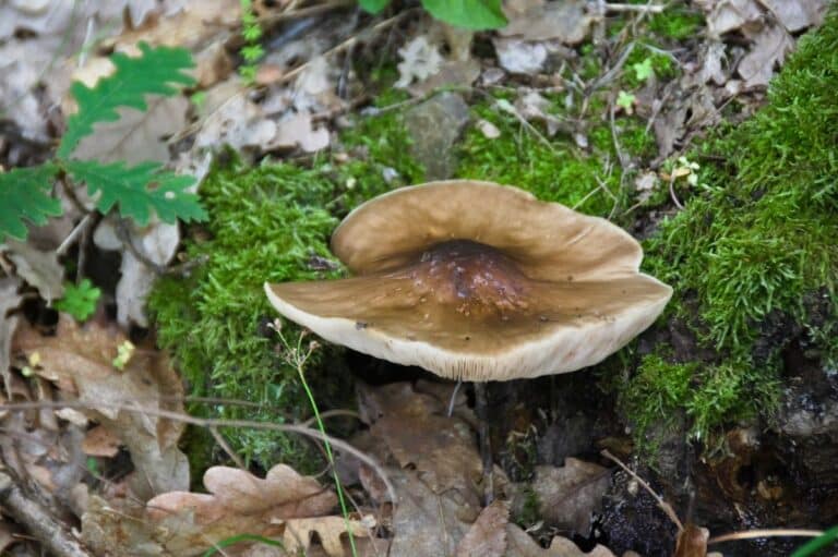 Deer Mushroom Identification and Foraging Guide Mushroom Appreciation