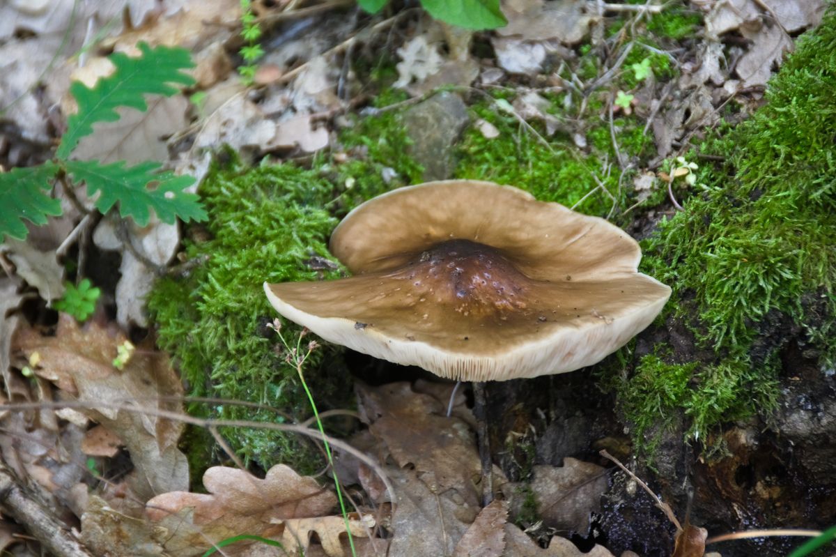 Pluteus cervinsus