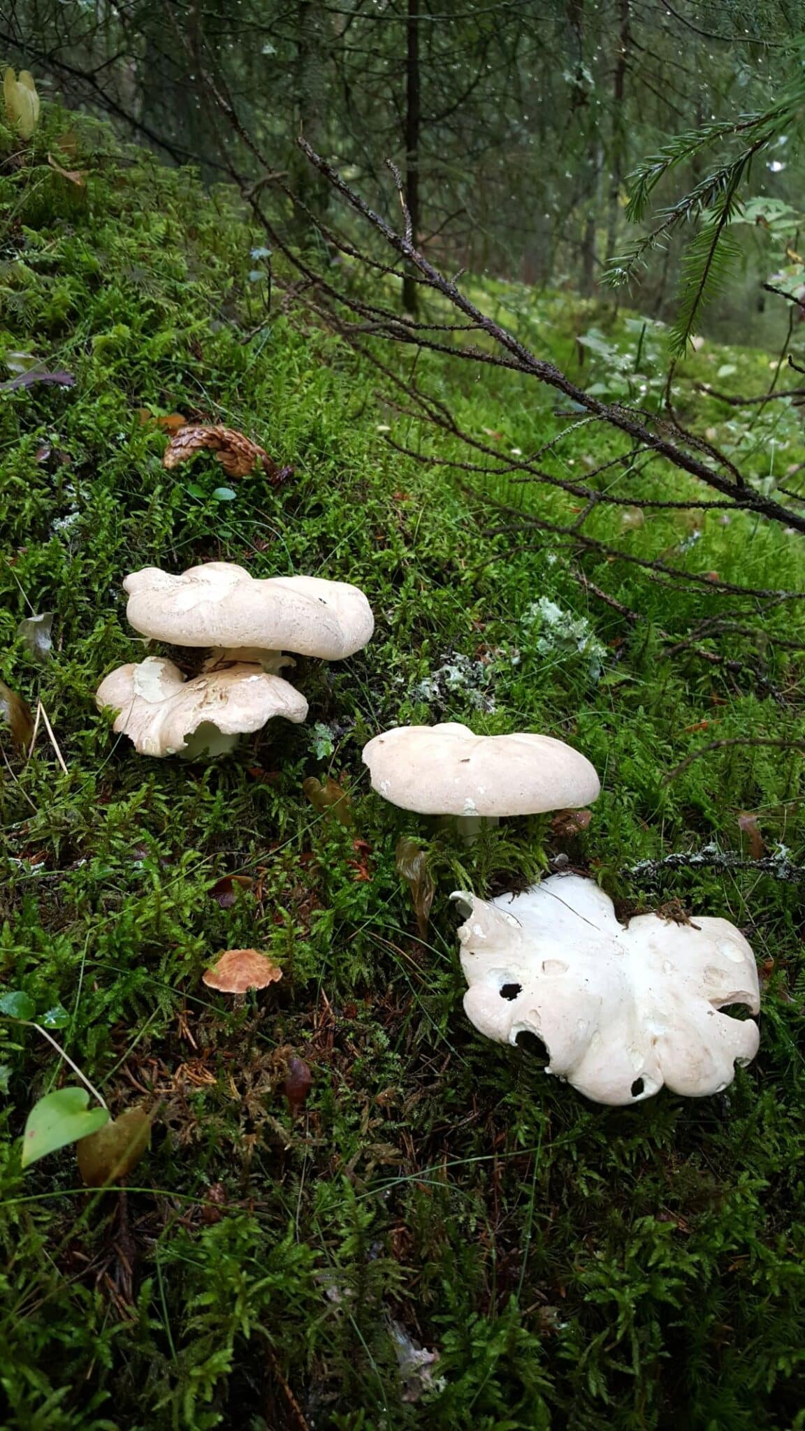 Sheep Polypore Identification and Foraging Guide Mushroom Appreciation