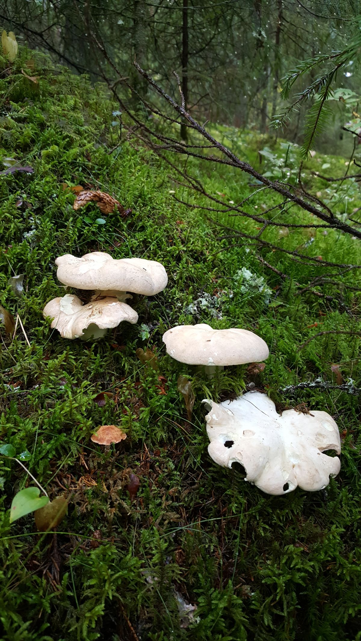 sheep polypore