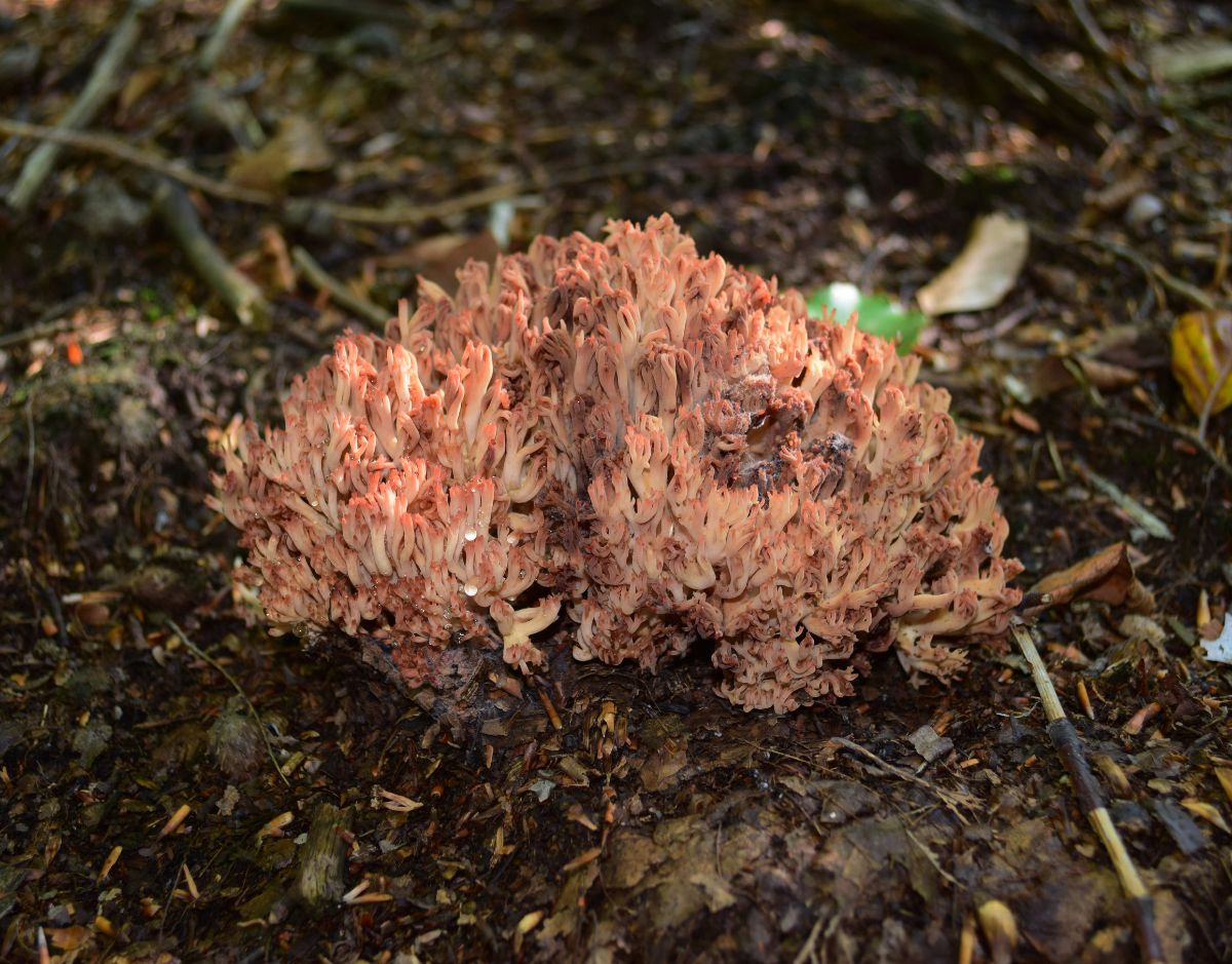  Ramaria botrytis