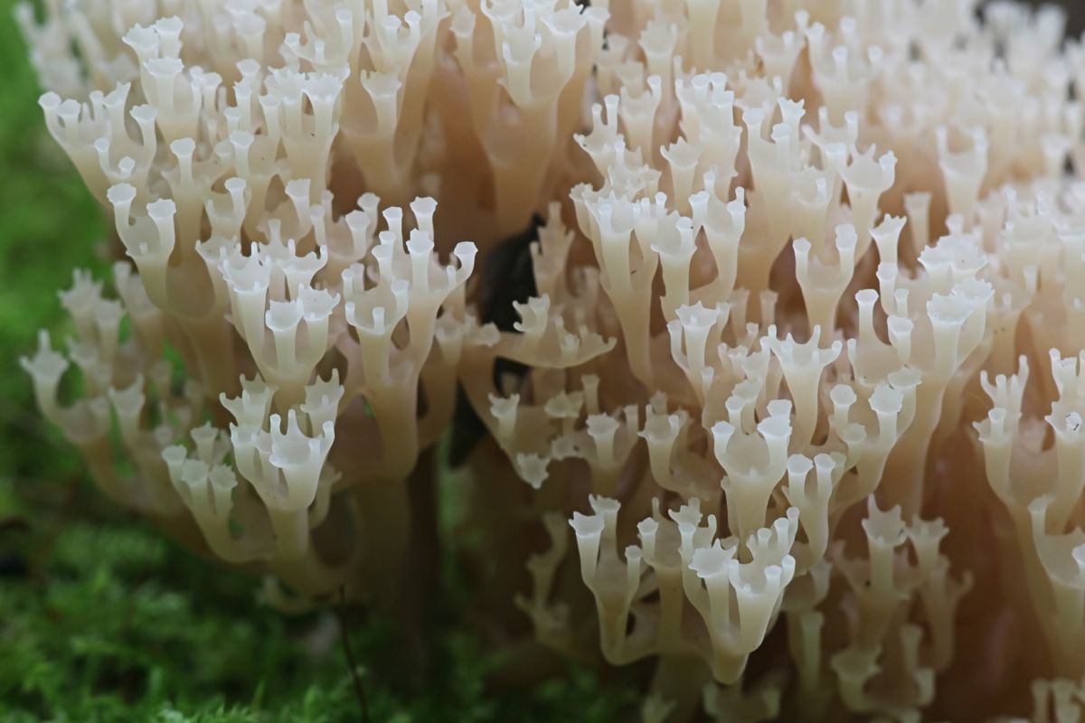 close up of coral fungus crown tip