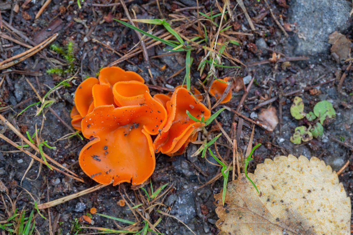 orange peel fungus
