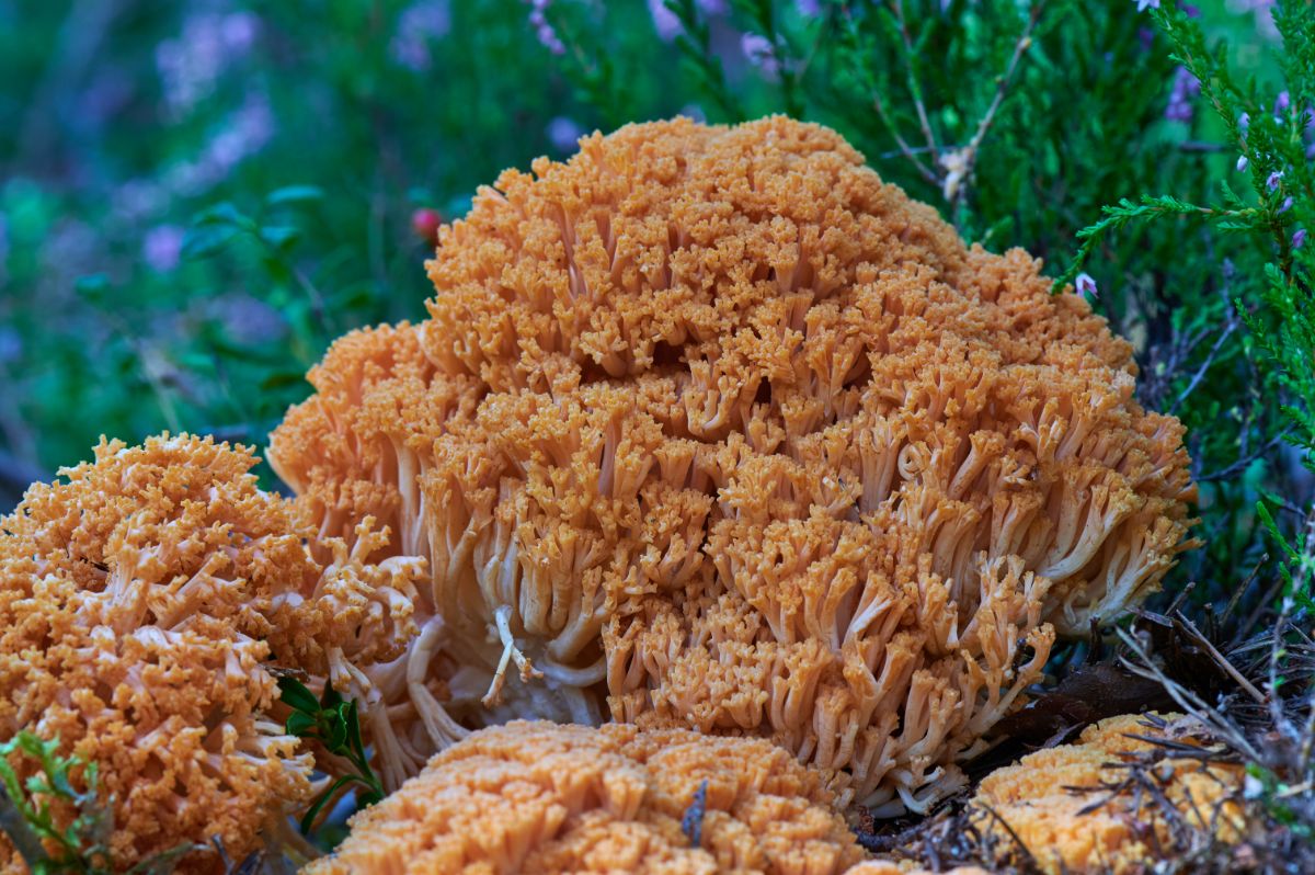  Ramaria botrytis