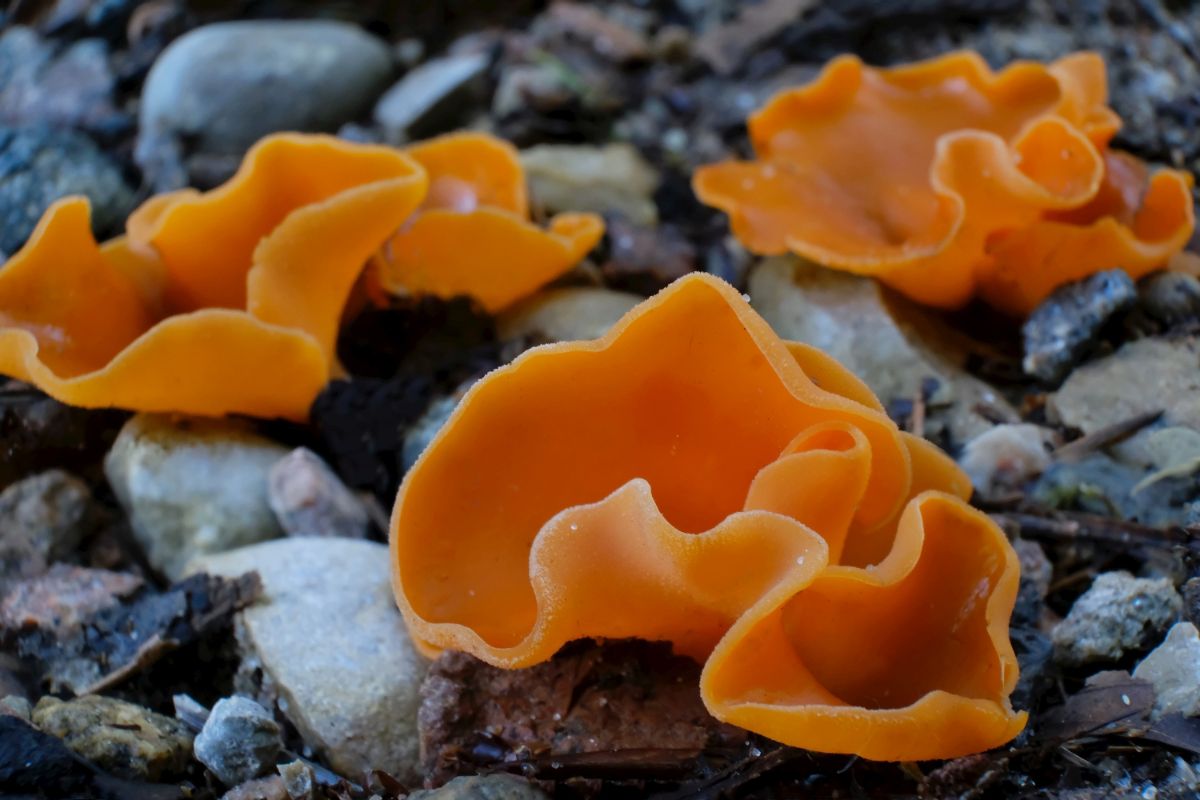 orange peel fungus