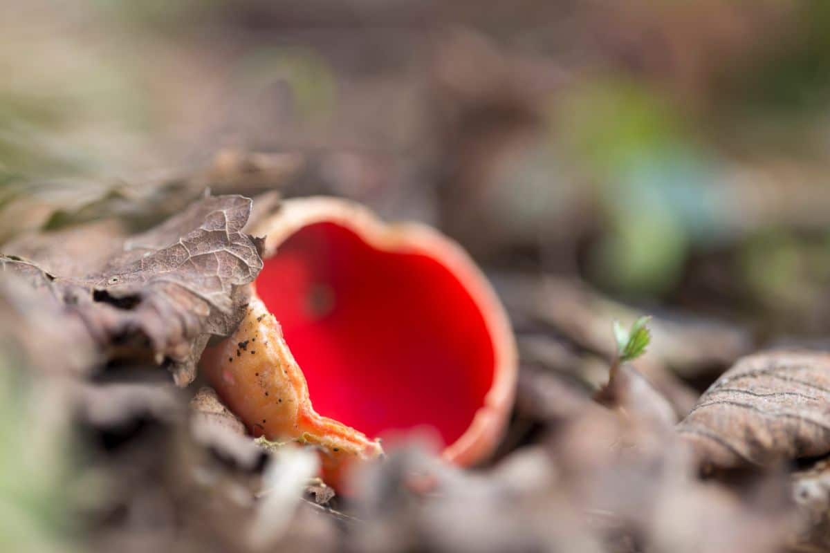 scarlet cups